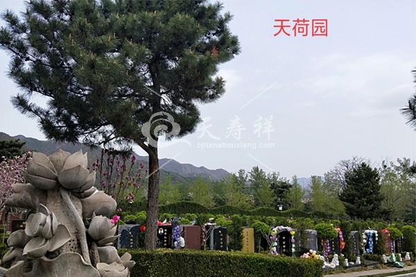 天寿陵园 天寿陵园